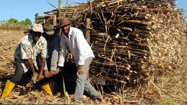 Vulture reccomend sugarcane farm labasa