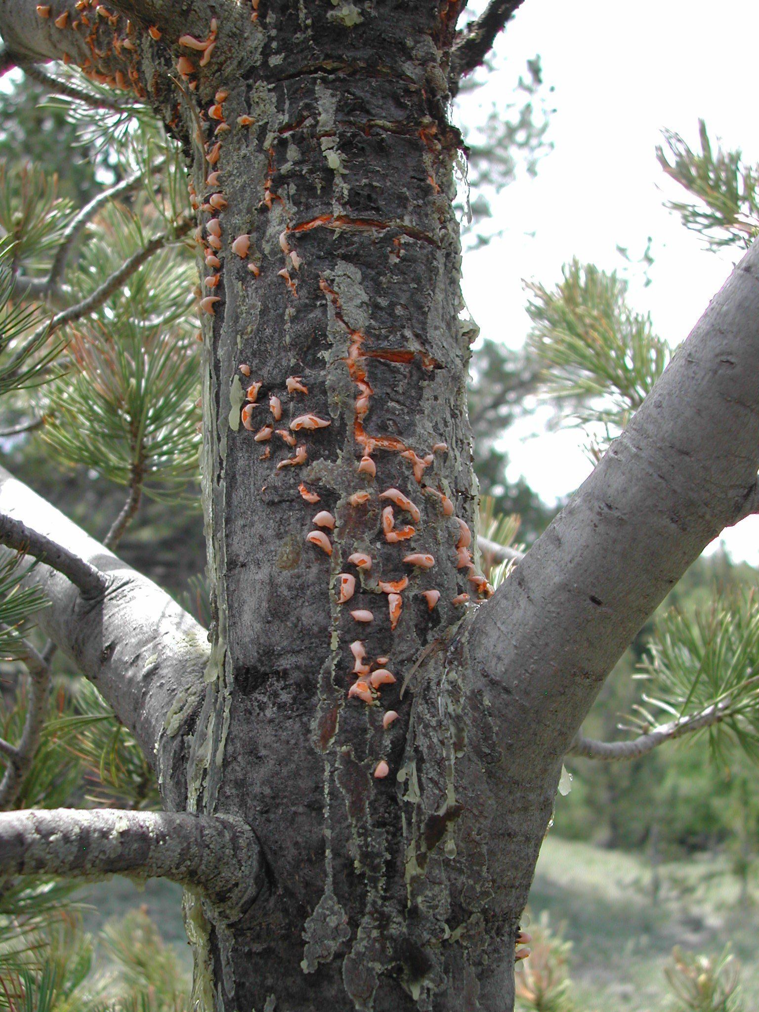 SWAT reccomend beauty being whipped hanging pine tree